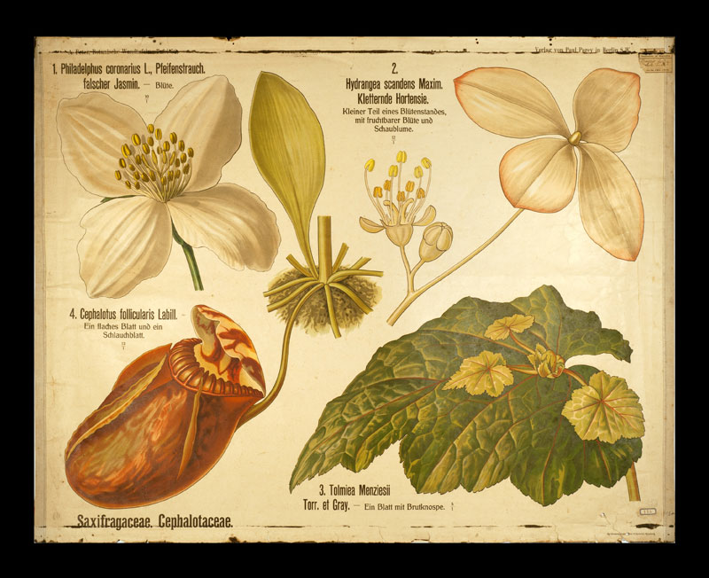 Tafel 52 Saxifragaceae-Cephalotaceae